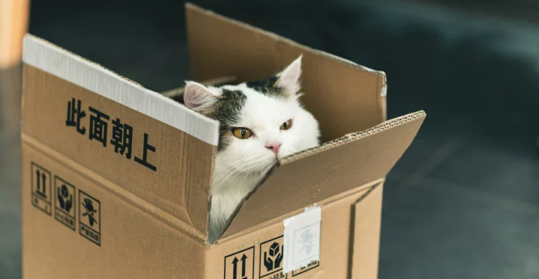 Umzug mit Katze